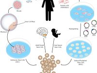 नीट के बिना किए जाने वाले मेडिकल कोर्स (without neet medical courses)