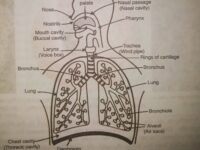 स्ट्रे वैकंसी राउंड का परिणाम जारी : बीडीएस और बीएबीएसी नर्सिंग की सीटें ही खाली