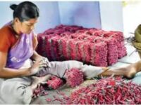 देश में हर साल करीब 6 हजार करोड़ रुपए का होता है का कारोबार | बांस है दुनिया का पहला ‘पटाखा!